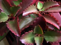 Image result for Kalanchoe sexangularis