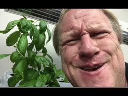 How to Grow Basil in a Mason Jar