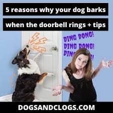 5 Reasons Why Your Dog Barks When The Doorbell Rings Tips