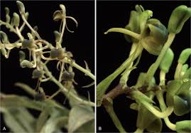 Check spelling or type a new query. Malaxideae Orchidaceae In Madagascar The Mascarenes Seychelles And Comoro Islands Springerlink