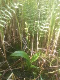 Image result for Liparis tridens