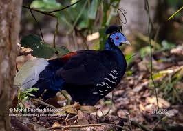 Image result for Lagenaria rufa