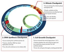 The cell cycle has four main stages. Cell Division And The Cell Cycle Ck 12 Foundation