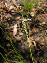 Image result for Entolasia