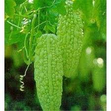 You can ensure adequate growth and development of the fruit by providing proper quantity of regular water. How To Grow Bitter Melon Growing Bitter Gourd In Pots Mirella Garden Manage Gfinger Is The Best Garden Manage App