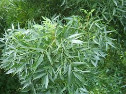 Image result for Rinorea angustifolia