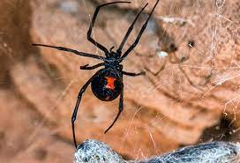 The female spider hangs upside down from her web as she waits for her prey. How Serious Is A Black Widow Spider Bite Symptoms Treatment