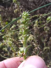 Image result for Salsola