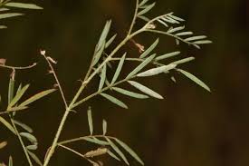 Image result for Indigofera brachynema