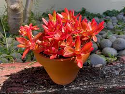 Image result for Crassula capitella