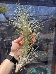 Image result for Heteromorpha