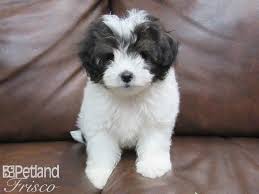 Cspuppies, cute maltipoo puppies from $500 w/ lifetime warranty cspuppies 120 jennifer st donna tx 78537 phone: Maltipoo Dog Male Black And White 2642442 Petland Frisco Tx