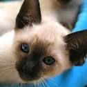 Finding Siamese Kittens for Adoption | LoveToKnow