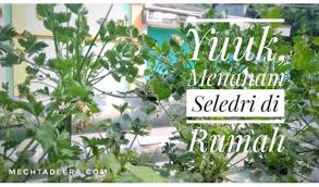 We did not find results for: Yuuk Menanam Seledri Di Rumah
