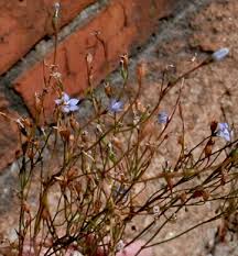 Image result for Wahlenbergia napiformis