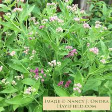 Image result for Pluchea