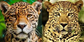 It's not just the body of the creatures that. Jaguar V Leopard 7 Key Differences Between These Big Cats