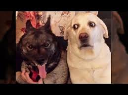 Awesome Funny Animals Life Videos Funniest Pets Gÿ Youtube Memes Funny Faces Funny Animal Pictures Dog Growling