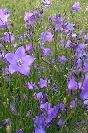 Harebell Campanula Rotundifolia Google Search Wild Flower Meadow Wildflower Garden Plants Uk