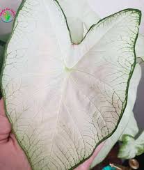 Watering caladium and winter storage. Caladium Vs Syngonium Differences And Similarities Garden For Indoor