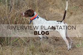 See more ideas about bird dogs, dogs, hunting dogs. Bird Dogs Riverview Plantation