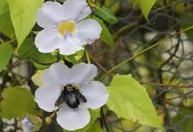 Image result for Dissotis peregrina