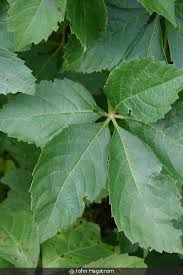 Image result for Parthenocissus quinquefolia