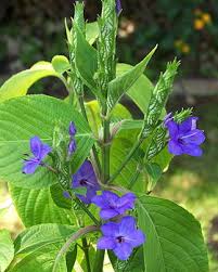 Image result for Eranthemum pulchellum