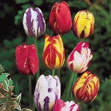 Hollandbulbfarms.com has been visited by 10k+ users in the past month Breck S Rembrandt Multicolor Tulip Bulbs Mixture 10 Pack 72753 The Home Depot