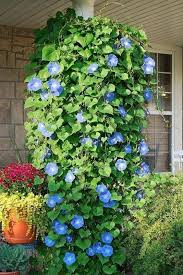 Image result for Ipomoea vernalis