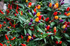 There may be multiple colors present on one plant at the same time, as they change colors as they mature and ripen. Ornamental Peppers Growing In The Garden Stock Photo Picture And Royalty Free Image Image 88265628