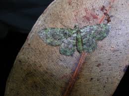 Image result for Eulophia bisaccata