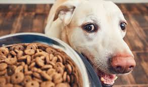 Le royal canin sono crocchette con un elevata presenza di cereali che al cane servono relativamente. Il Miglior Cibo Per Un Labrador L Alimentazione E Consigli Utili Per L Acquisto
