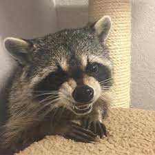 Today I Am Angry Pet Raccoon Cute Animals Cute Baby Animals