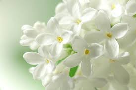 See the almanac's complete list of flower meanings and plant the meanings and traditions associated with flowers have certainly changed over time, and different cultures assign varying ideas to the same. Beautiful Flowers White Flowering Plants Plants With White Flowers