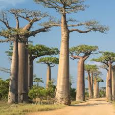 Image result for Adansonia digitata