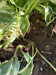 While spring is the best time to divide hostas, plants can be divided anytime from spring to late summer. Steps On How To Divide Your Hosta To Create More Of These Popular Plants The Gazette