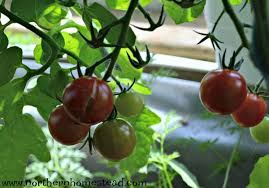Why do my garden tomatoes split. Why Do Tomatoes Crack And Split As They Ripen Northern Homestead