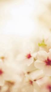 Cherry blossom tree wallpapers group iphone 6 wallpaper. Best Sakura Iphone Hd Wallpapers Ilikewallpaper