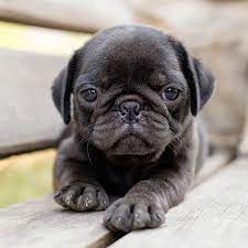 If you are looking to adopt a puppy or buy a dog, but haven't settled on a breed take a look here! 1 Pug Puppies For Sale In Chicago Il Uptown Puppies
