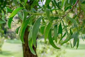 Image result for Acacia melanoxylon