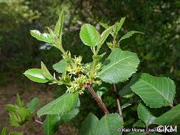 Image result for Rinorea ilicifolia