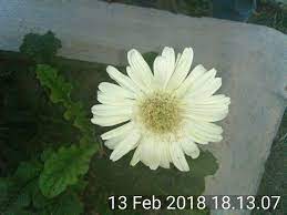 Bunga matahari jenis earth walker merupakan jenis bunga matahari yang cukup berbeda dari segi warna. Kumpulan Gambar Bunga Matahari Putih Terbaru Eye Candy Photograph