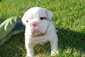 49 Old English Bulldog Wallpaper On Wallpapersafari