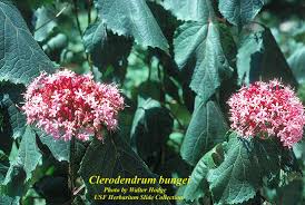 Image result for Clerodendrum