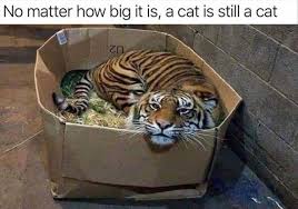 Funny Animal Memes Of The Day 24 Pics Funny Animal Pictures Funny Animal Memes Funny Animals