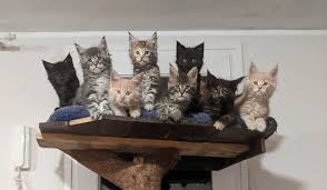 Maybe you would like to learn more about one of these? What Items To Purchase For Your New Maine Coon Kitten