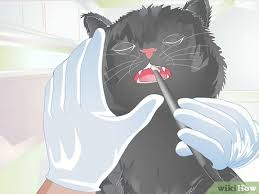 These days many pet owners are interested natural antibiotics for cats. How To Treat Feline Dental Disease 11 Steps With Pictures