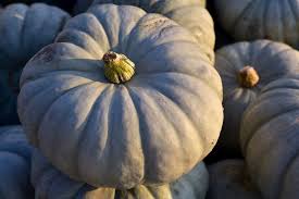 La zucca è un frutto che si presta a mille ricette: Tipi Di Zucca Tutte Le Varieta Commestibili Everli Stories