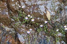 Image result for Utricularia striatula